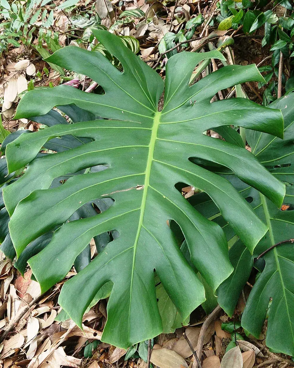 Hoja de monstera con sus perforaciones características