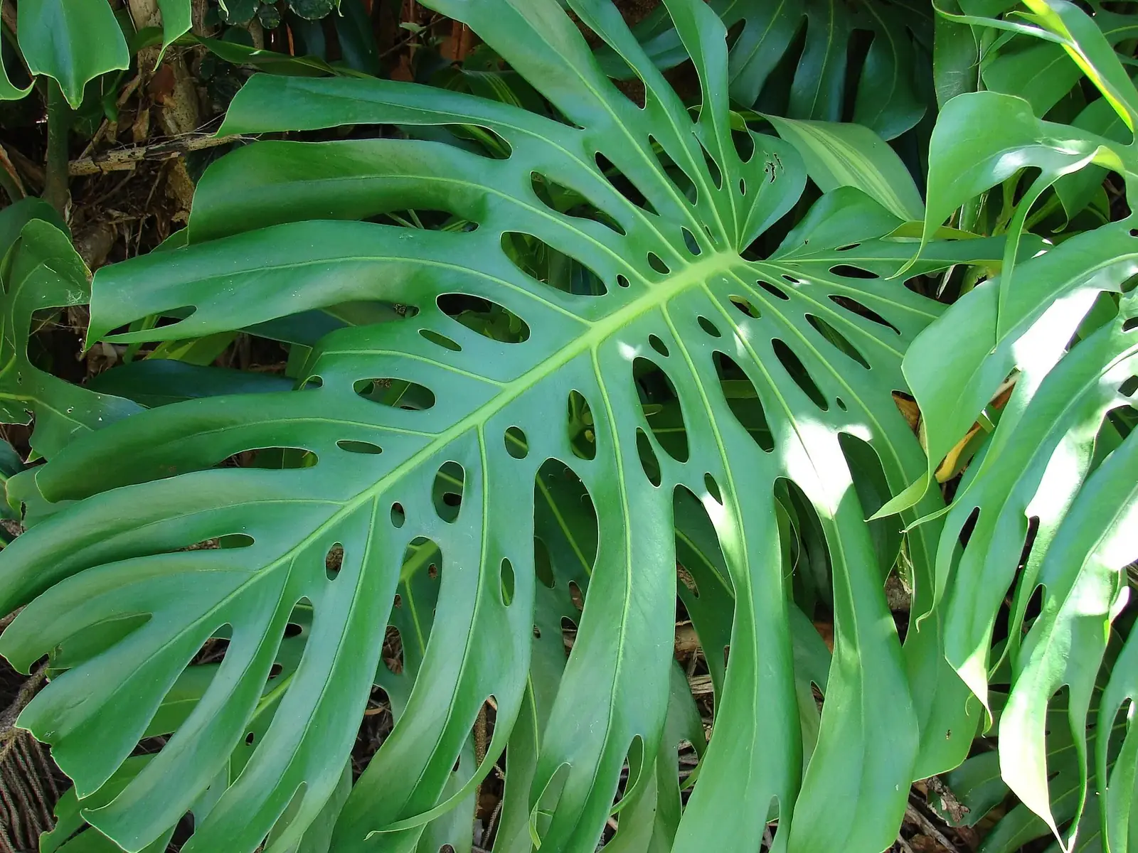 Hojas grandes de monstera deliciosa